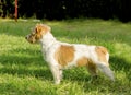 Jack Russell Terrier