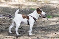 Posing Jack Russell Terrier Royalty Free Stock Photo