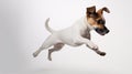 A Jack Russell Terrier pup joyfully leaping, solitary on a plain white