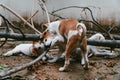 Jack Russell Terrier puppies Playing together in an abandoned garden Royalty Free Stock Photo