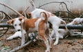 Jack Russell Terrier puppies Playing together in an abandoned garden Royalty Free Stock Photo