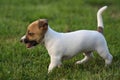 Jack Russell Terrier Puppy Royalty Free Stock Photo
