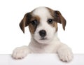 Jack Russell Terrier puppy, 2 months old Royalty Free Stock Photo