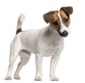 Jack Russell Terrier puppy, 7 months old