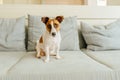 Jack Russell Terrier puppy on blue grey textile couch looking at the camera. Small smart doggy with funny fur stains