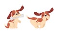 Jack Russell Terrier Puppy with Brown Spots Running and Carrying Newspaper Vector Set