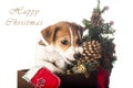 Jack Russell Terrier puppy chewing Christmas pine cone