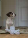 Jack Russell Terrier Puppy. Close-up, England Royalty Free Stock Photo