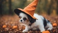jack russell terrier puppy Cute puppy wearing a Halloween witch hat.