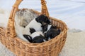 Cute Jack Russell Terrier puppy dogs 12 days old. a litter of young whelp lie in a basket and sleeping