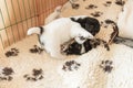 Small Jack Russell Terrier puppy dogs 4 weeks old. Young sibling puppies playfully comb Royalty Free Stock Photo