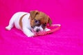 Jack Russell Terrier puppy. Girl is playing with a hoop on a pink coverlet next to an orange ball. Glamorous background Royalty Free Stock Photo