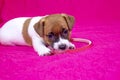 Jack Russell Terrier puppy. Girl is playing with a hoop on a pink coverlet next to an orange ball. Glamorous background Royalty Free Stock Photo
