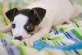 Jack Russell terrier puppy is lying on the bed with colorful linens Royalty Free Stock Photo