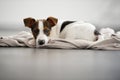 Jack Russell Terrier puppy lying down. Royalty Free Stock Photo