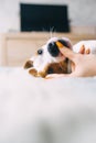 Jack Russell Terrier puppy lying on her back in the girls arms and biting her finger Royalty Free Stock Photo