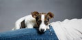 Jack Russell Terrier puppy lying on the owner. Royalty Free Stock Photo