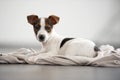 Jack Russell Terrier puppy lying and watching. Royalty Free Stock Photo