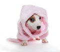 Jack Russell Terrier puppy in a pink bathrobe Royalty Free Stock Photo