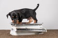 Jack Russell terrier puppy posing on a vintage white baby scale, white background Royalty Free Stock Photo