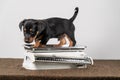 Jack Russell terrier puppy posing on a vintage white baby scale, white background Royalty Free Stock Photo
