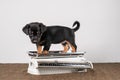 Jack Russell terrier puppy posing on a vintage white baby scale, white background Royalty Free Stock Photo