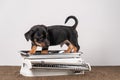 Jack Russell terrier puppy posing on a vintage white baby scale, white background Royalty Free Stock Photo