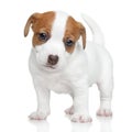 Jack Russell terrier puppy Royalty Free Stock Photo