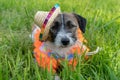 Jack russell terrier puppy in sambrero and hawaiian garlands on a background of green grass. Hello summer Royalty Free Stock Photo