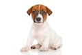 Jack Russell Terrier puppy Royalty Free Stock Photo