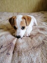 Jack Russell Terrier puppy small with a beautiful look