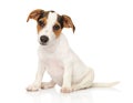 Jack Russell terrier puppy on white Royalty Free Stock Photo