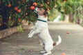 Dog fond of tangerines trying to steal low hanging fruit from tree branch