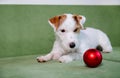 Jack Russell Terrier with red bouble on green sofa