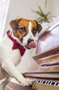 Jack russell terrier with a red butterfly on his neck licks his lips and presses the piano keys with his paws, vertical