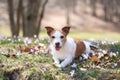 Jack Russell Terrier dog rests among spring blooms.