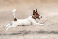 Jack russell terrier run Royalty Free Stock Photo