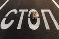 Jack russell terrier running on the asphalt next to a painted STOP road sign