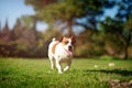 Jack Russell Terrier running on green grass
