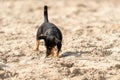 Jack Russell Terrier running on green grassYoung Jack Russell Terrier sniffs on yellow sand. The young brown-black dog Royalty Free Stock Photo