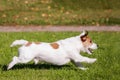 Jack Russell Terrier running outside