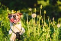 Happy dog panting and cooling himself with long tongue out of mouth at hot summer day Royalty Free Stock Photo