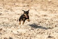 Jack Russell Terrier runs on yellow sand. The young brown black dog is playing and having fun. Seen from the front Royalty Free Stock Photo