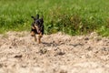 Jack Russell Terrier runs on yellow sand. The young brown black dog is playing and having fun. Seen from the front Royalty Free Stock Photo