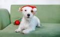 Jack Russell Terrier in santa hat on green sofa christmas with bouble direct look