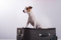 Jack Russell Terrier sits on a suitcase on a white background. The dog is going on a journey with the owners Royalty Free Stock Photo