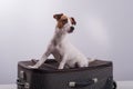Jack Russell Terrier sits on a suitcase on a white background. The dog is going on a journey with the owners Royalty Free Stock Photo