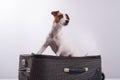 Jack Russell Terrier sits on a suitcase on a white background. The dog is going on a journey with the owners Royalty Free Stock Photo