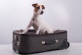 Jack Russell Terrier sits on a suitcase on a white background. The dog is going on a journey with the owners Royalty Free Stock Photo