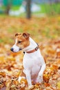 Jack Russell Terrier sitting.The dog looks away